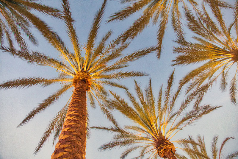 Palm trees in California