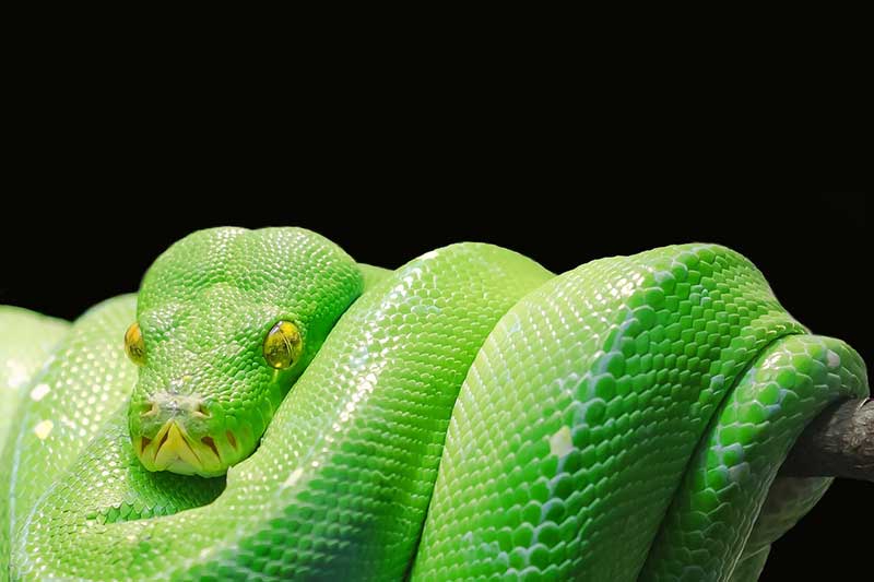 A green python snake